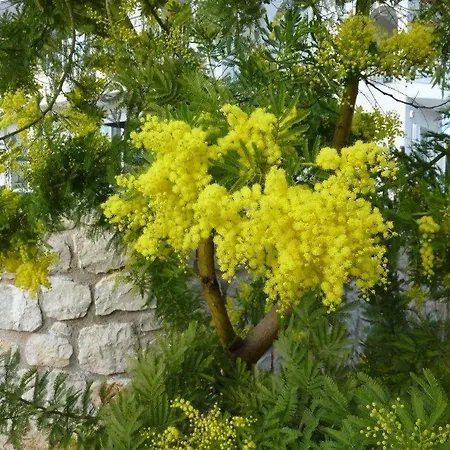 Luxe Livadia, 10 Personen فيلة *