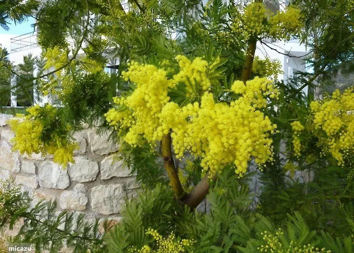 Luxe Livadia, 10 Personen Vila *